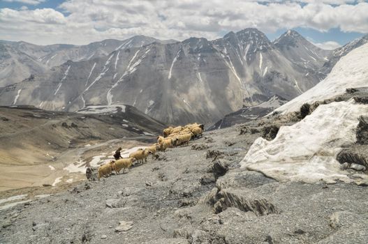 Sheep herd on the slopes of scenic Himalayas mountains in Nepal