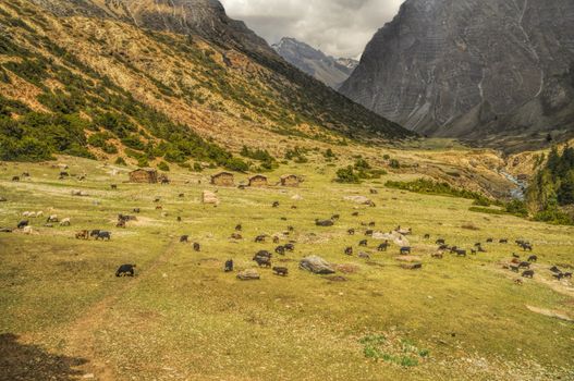 Herd of goats in green valley of scenic Himalayas mountains in Nepal