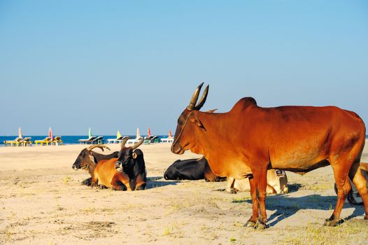 Cows at the beach in India state Goa