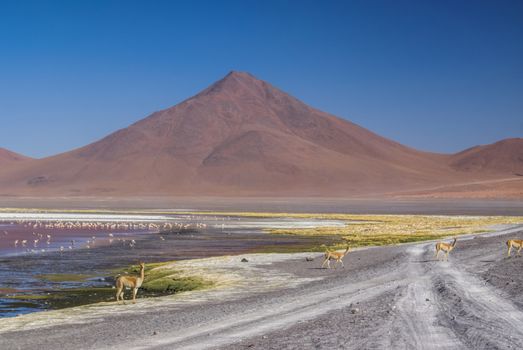 Llamas on the road and Flamingo birds in red lake in bolivian desert near Salar de Uyuni