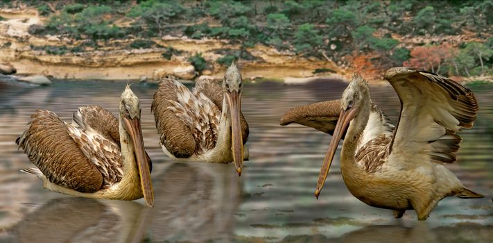 Dalmation Pelicans breed over a large area, from Southern Europe to India and China. 
