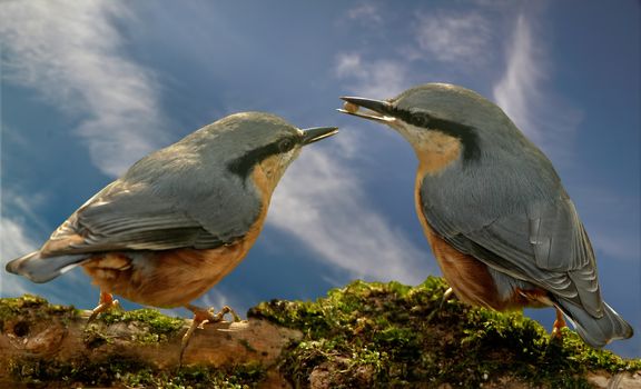 Nuthatches are quite common throughout Europe apart from Ireland, Scotland and Northern areas.