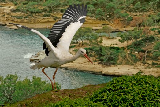 The White Stork frequents Southern Europe and the Middle East.