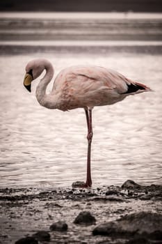 Standing lakeside, this single flamingo looks pensive, degected and saddened. Taken in the Altiplano of Bolivia, South America.