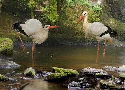 White Storks live mainly in Southern Europe and the Middle East.