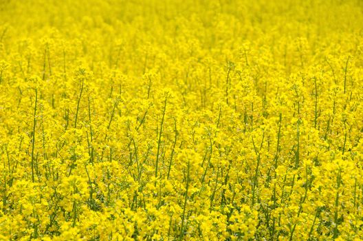 Field of yellow blooming rape seed. Nature agriculture background.