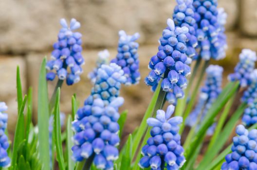 Blue grape hyacinth isolated on blur background