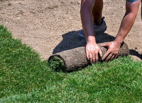 Man laying sod for new green lawn