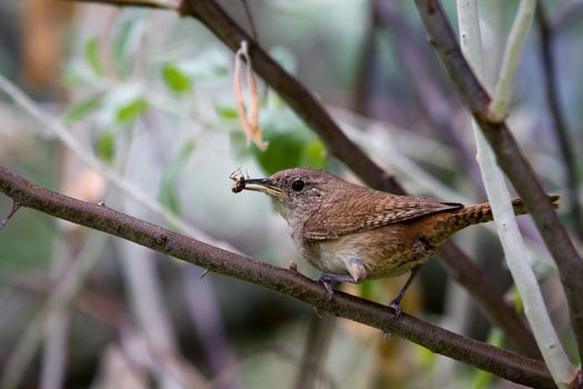 House Wren (Troglodytes aedon) with a bug in it's beak.