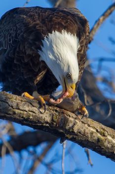 American Bald Eagle perched in a tree eating.