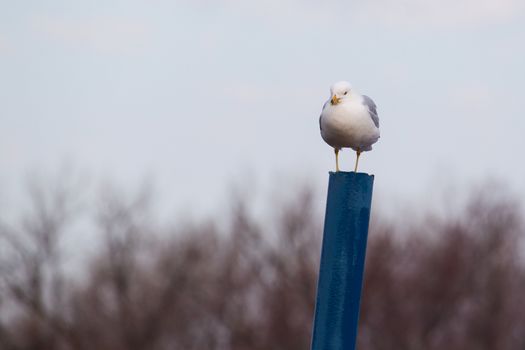 Seagull perched on a blue dock pillar