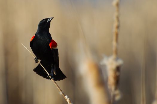 Male Red-winged Blackbird perched on cattails.