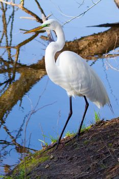 Great White Egret Perched on a downed tree