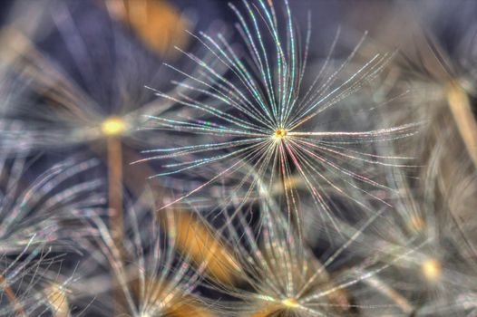 Dandelion seed on the ground with others