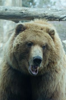 Brown Bear taking a break from it's playing