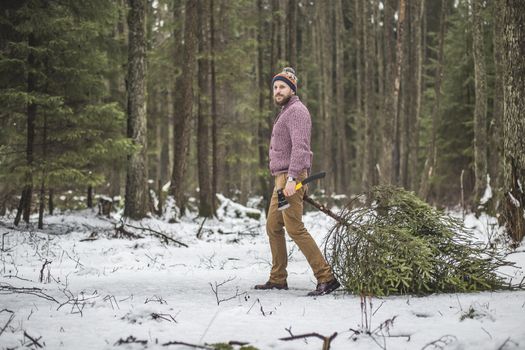 Lumberjack with beard is bearing a spruce tree in winter forest