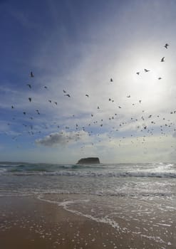 Seagulls fly overhead at Mystics Beach in Killalea State Park on the south coast of NSW Australia.  The sights and sounds of a summers morning