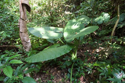 Trees with large leaves. In the wild, a moisture and fertility.