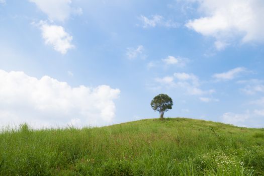 Single tree on a hill. Cloudy sky clear And verdant meadows