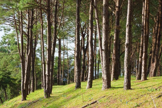 Pines growing on the grassy knoll. Pine growing on the lawn on a hill in the park.