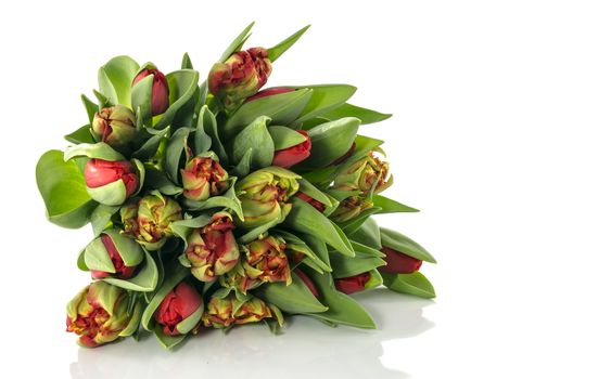 red tulips and green leaf isolated on white