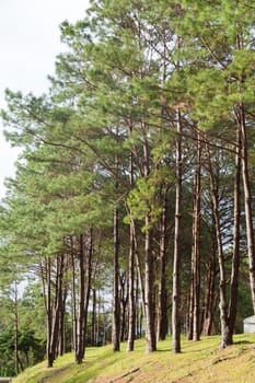 Pines growing on the grassy knoll. Pine growing on the lawn on a hill in the park.