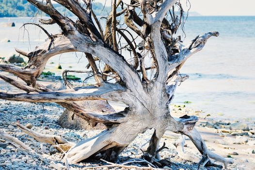 Dry old root on the sea coast