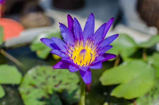 A beautiful purple waterlily or lotus flower in pond