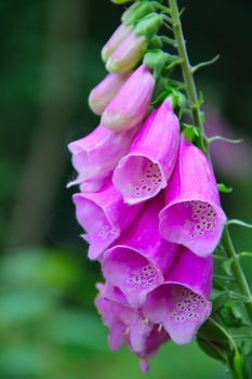 Close up of foxglove bells flowers in garden