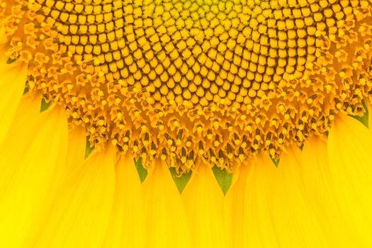 Yellow abstract texture background of sunflower petal closeup