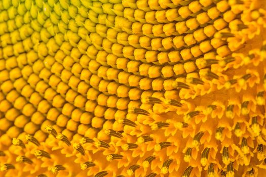 Yellow abstract texture background of sunflower petal closeup