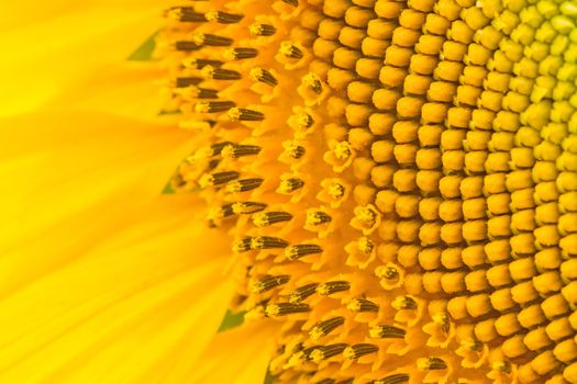 Yellow abstract texture background of sunflower petal closeup