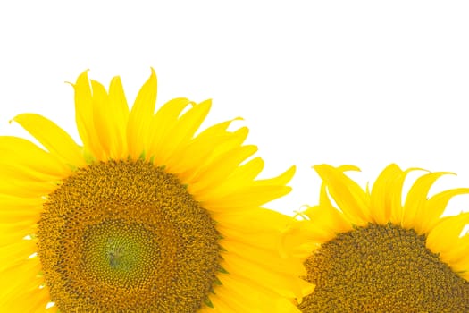 Beautiful yellow flower, Sunflower, isolated on white background