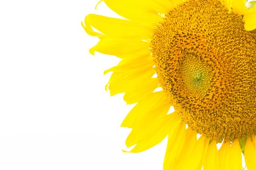 Beautiful yellow flower, Sunflower, isolated on white background