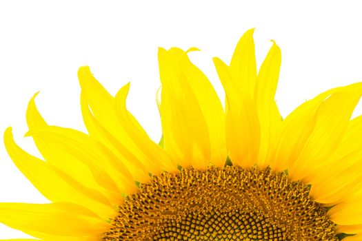 Beautiful yellow flower, Sunflower, isolated on white background