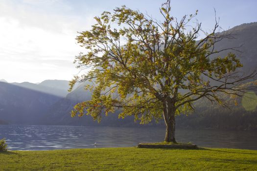 Old tree by the Bohinj lake, Slovenia