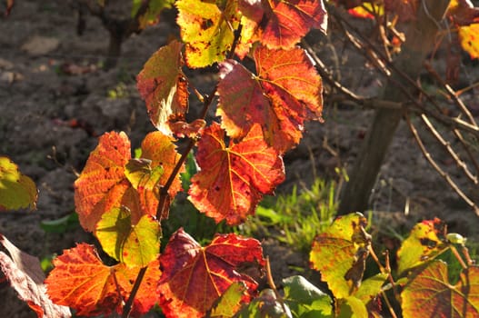 Vineyard in "Pays Nantais"
