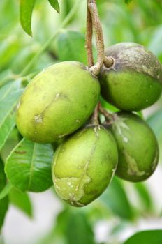 Ambarella fruits on the tree. Ambarella is an equatorial or tropical tree, with edible fruit containing a fibrous pit