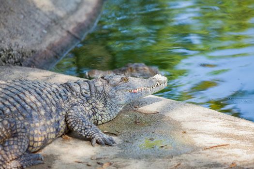 Big crocodils resting in a crocodiles farm.