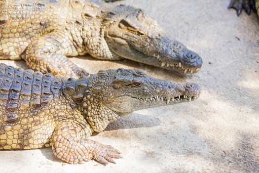 Big crocodiles resting in a crocodiles farm.
