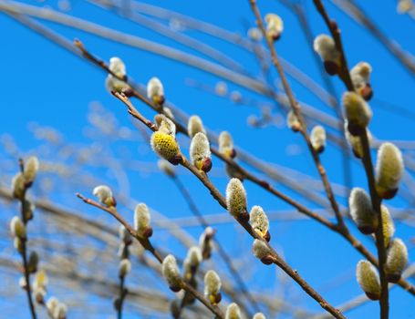 pussy-willow against the blue spring sky