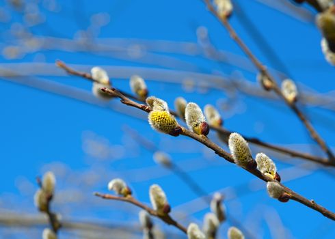 pussy-willow against the blue spring sky
