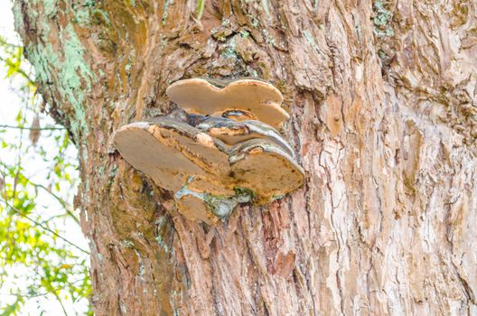 The Tinder fungus lat. Fomes fomentarius belongs to the fungus family of Stielporlings lat. Polyporus. He was formerly used for the manufacture of highly flammable tinder.