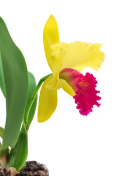 Flower cattleya orchid isolated on a white background