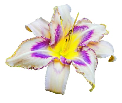 Multicolored daylily (Hemerocallis) isolated on a white background