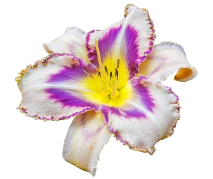Multicolored daylily (Hemerocallis) isolated on a white background