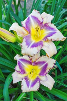 Multicolored daylilies (Hemerocallis) in the garden 