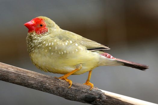 Beautiful male Star Fich from Australia with olve feathers and red head