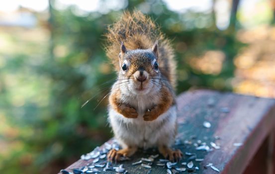 A red squirrel comes by each morning to have a breakfast of seeds.