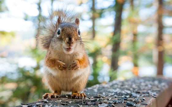 A red squirrel comes by each morning to have a breakfast of seeds.